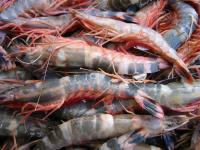 Fricassées de Gambas