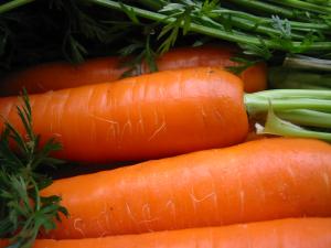 Les Carottes de Sable de la Torche à la Crème