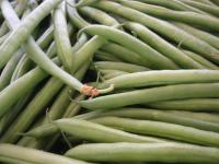 Haricots Verts au Lard et aux Tomates