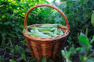 Poêlée de Petits Pois et Oignons Nouveaux