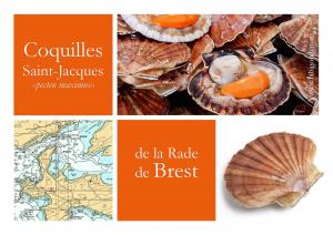 Coquilles Saint-Jacques de la Rade de Brest